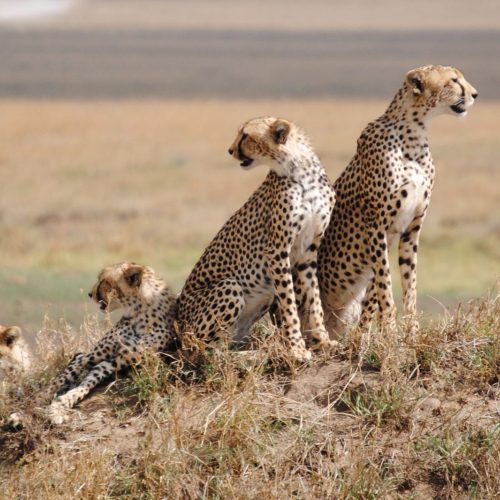 Day-4_Serengeti-National-Park-1500×1000 Day-4_Serengeti-National-Park-1500x1000