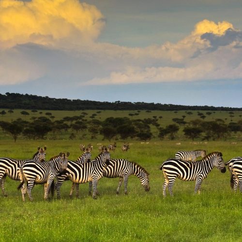 Grumeti-Reserves_0000_Tanzania-Singita-Grumeti-Reserves-shutterstock_26282473-4-1500×1000 Grumeti-Reserves_0000_Tanzania-Singita-Grumeti-Reserves-shutterstock_26282473-4-1500x1000