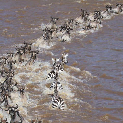 serengeti-mara-river-crossing-east-safaris-1500×900 serengeti-mara-river-crossing-east-safaris-1500x900