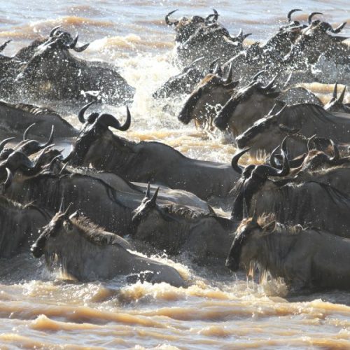 serengeti-mara-river-east-safaris-600×600 serengeti-mara-river-east-safaris-600x600