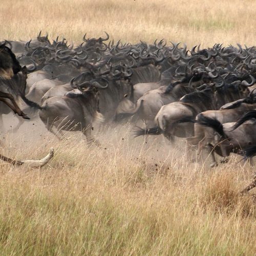 the-great-migration=401192-340 (1) the-great-migration=401192-340 (1)