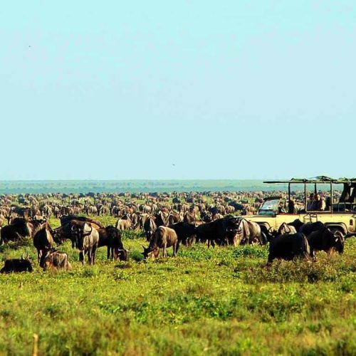 the-great-wildebeest-migration-serengeti-ndutu-1500×765 the-great-wildebeest-migration-serengeti-ndutu-1500x765